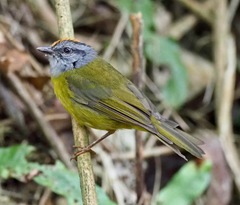 Myiothlypis coronata