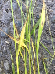 Bromus scoparius