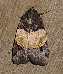 Hampsonodes naevia
