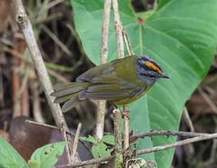 Myiothlypis coronata