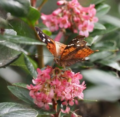 Hypanartia kefersteini