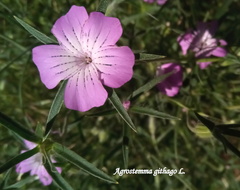 Agrostemma githago