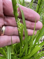 Carex blanda