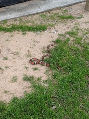 Lampropeltis gentilis