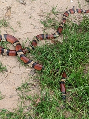 Lampropeltis gentilis