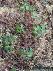 Rubus laciniatus