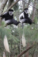 Colobus guereza gallarum
