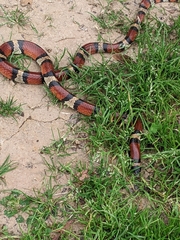 Lampropeltis gentilis