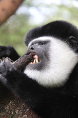 Colobus guereza gallarum