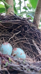 Turdus rufiventris
