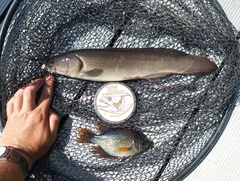 Centrarchus macropterus