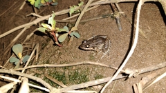 Leptodactylus fragilis