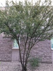 Vachellia constricta