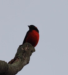 Anisognathus igniventris