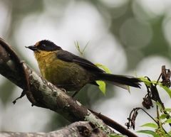 Atlapetes pallidinucha