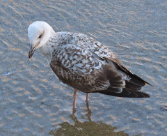 Larus michahellis