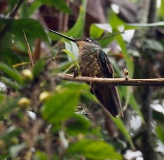 Coeligena bonapartei