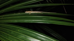 Anolis sericeus