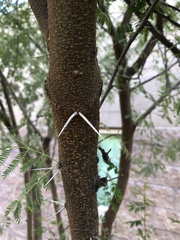 Vachellia constricta