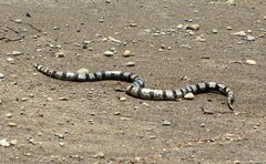 Laticauda saintgironsi