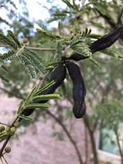 Vachellia constricta