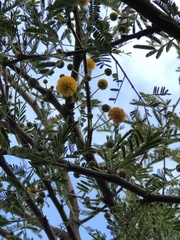 Vachellia constricta