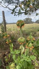 Leonotis