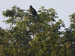 Geranospiza caerulescens
