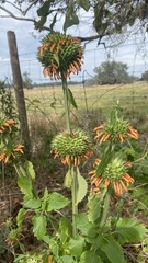 Leonotis