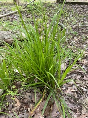 Carex blanda