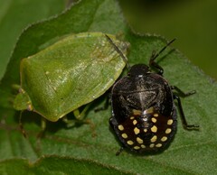 Nezara viridula