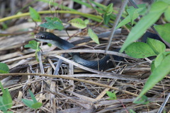 Coluber constrictor paludicola
