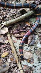 Lampropeltis abnorma