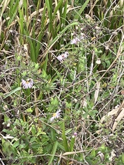 Ampelaster carolinianus