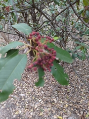 Photinia serratifolia