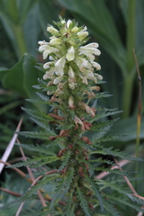 Pedicularis foliosa