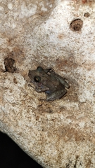 Craugastor yucatanensis