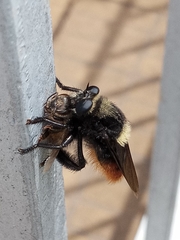 Mallophora ruficauda