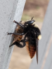 Mallophora ruficauda