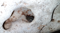 Craugastor yucatanensis