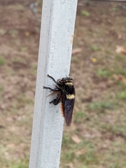 Mallophora ruficauda