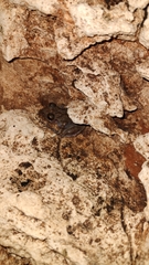 Craugastor yucatanensis