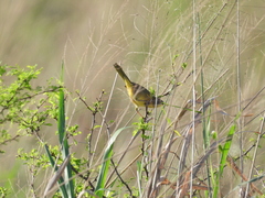 Geothlypis poliocephala