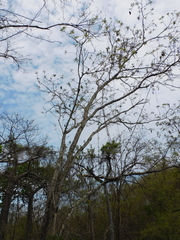 Centrolobium ochroxylum