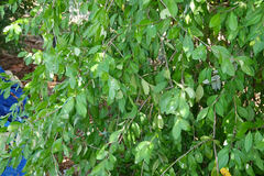 Malpighia emarginata