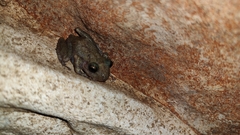 Craugastor yucatanensis