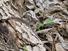 Medopheos edracanthus