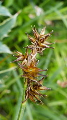 Carex echinata
