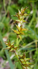 Carex echinata