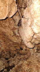 Craugastor yucatanensis